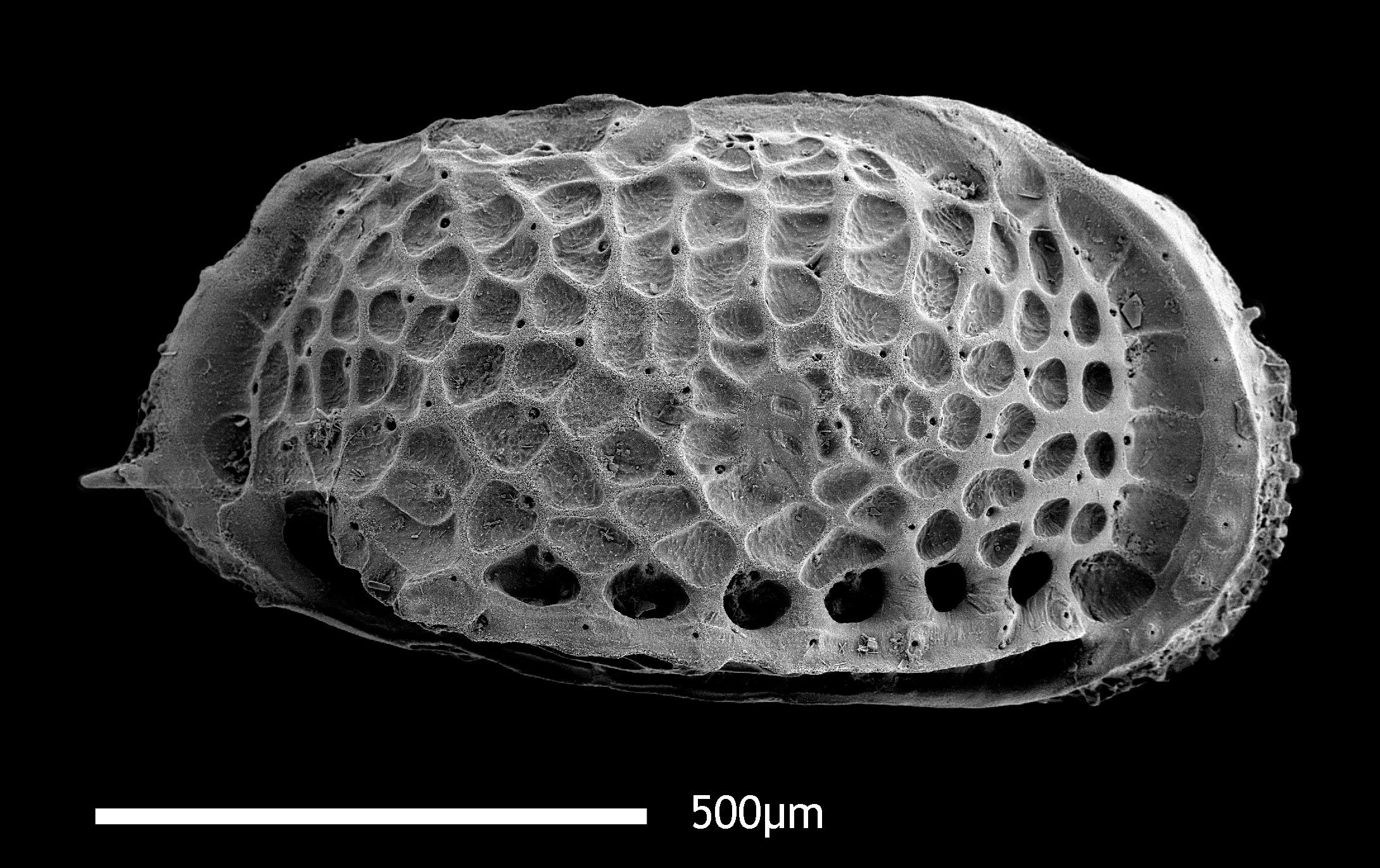 Представитель Семейства Hemicytheridae